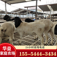 肉羊养殖场黑头杜泊绵羊价格小尾寒羊种羊养殖场