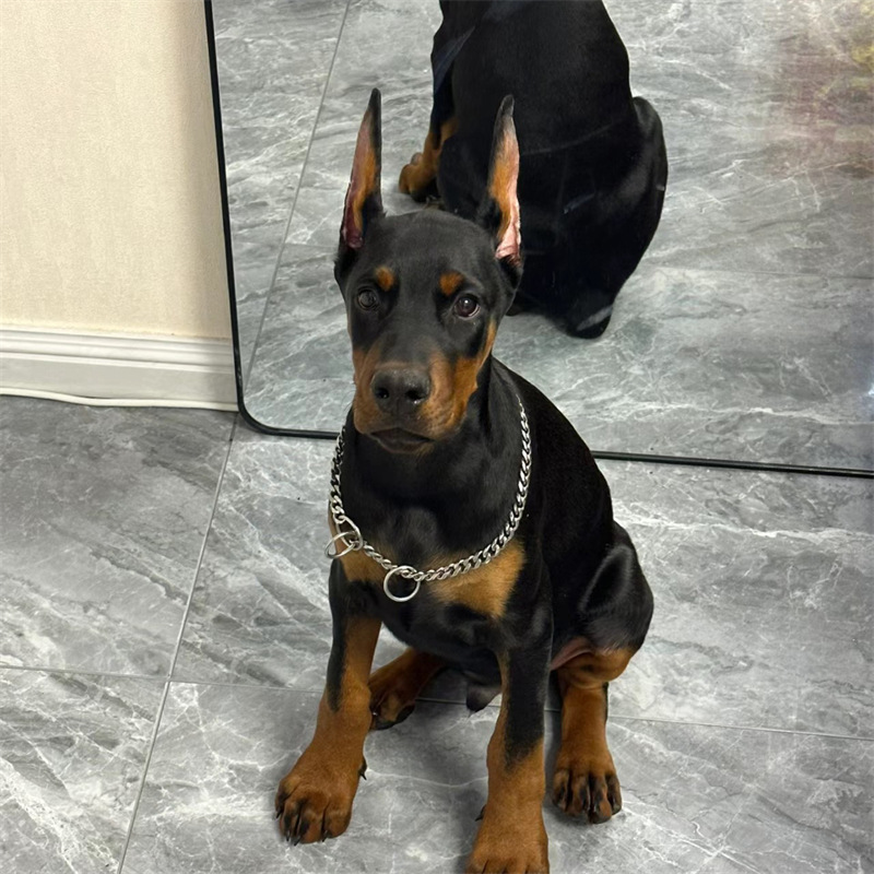 犬舍直销纯种杜宾犬三个月杜宾犬疫苗驱虫做完德系美系杜宾犬价格