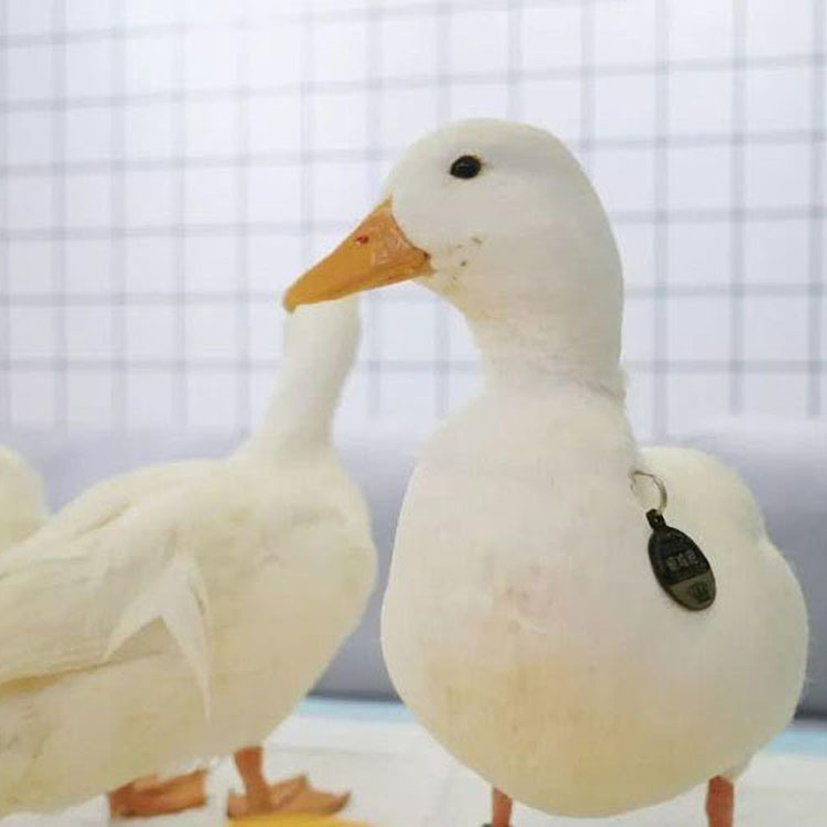 方格簇清理器除丝机蚕农变压器结丝网加长款残留物工具蚕丝省力.