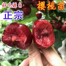 车厘子树苗樱桃树苖南方北方种植盆栽庭院果树矮化樱桃树大樱桃苗