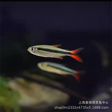 热带鱼赤焰绿翡翠灯鱼南美进口小型灯鱼稀有品种红尾炽焰翡翠绿灯