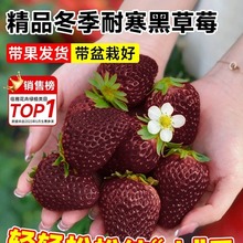 冬季黑珍珠草莓苗秧盆栽四季结果食用奶油草梅苗室内阳台植物绿植