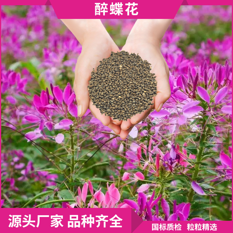 厂家批发四季庭院花草种子花海工程花镜观赏花卉种子醉蝶花种籽