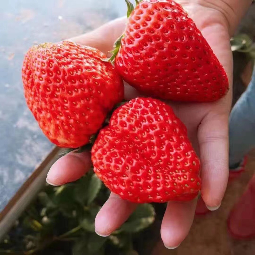顺丰空运直发现货丹东99草莓新鲜应季水果九九红颜奶油甜鲜草莓