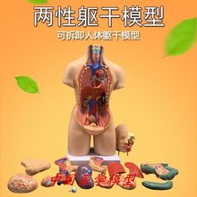 躯干系统结构图人体解剖模型器官可拆卸医学教学心脏内脏模型玩具