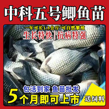 大品种黄金鲫鱼苗中科五号工程鲫湘云鲫高背淡水养殖活体草鱼苗