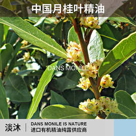 月桂叶油精油