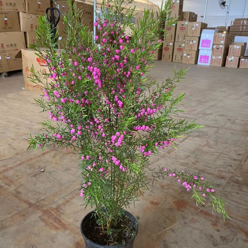 波罗尼盆栽荷兰进口绿植芳香型网红植物四季常青户外阳台庭院花卉