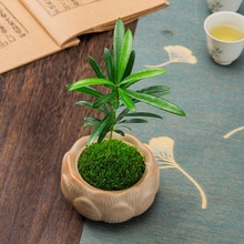 海岛罗汉松迷你盆栽网红绿植桌面四季常青茶几植物微型盆景好养活