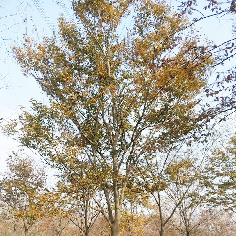 批发基地批发乔木榉树树苗红榉大树榉树大树苗绿化造景园林风景大