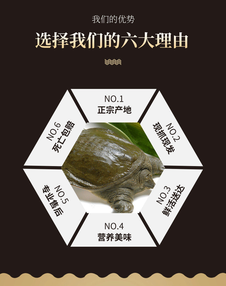 甲鱼外塘大甲鱼活体生态王八中华鳖老鳖苗团鱼水鱼滋补品