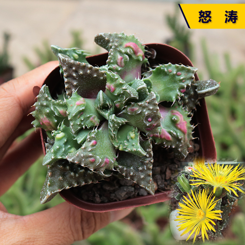 四海波狂澜怒涛多肉植物 4-6cm