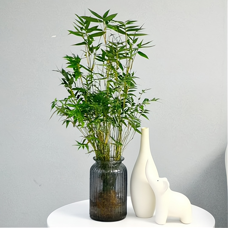 水培植物米竹室内盆栽小型凤尾竹盆景桌面绿植微盆景竹子苗观赏竹