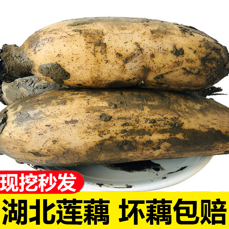 湖北嘉鱼特产新鲜莲藕5斤农家现挖蔬菜生吃煲汤粉藕洪湖九孔莲藕