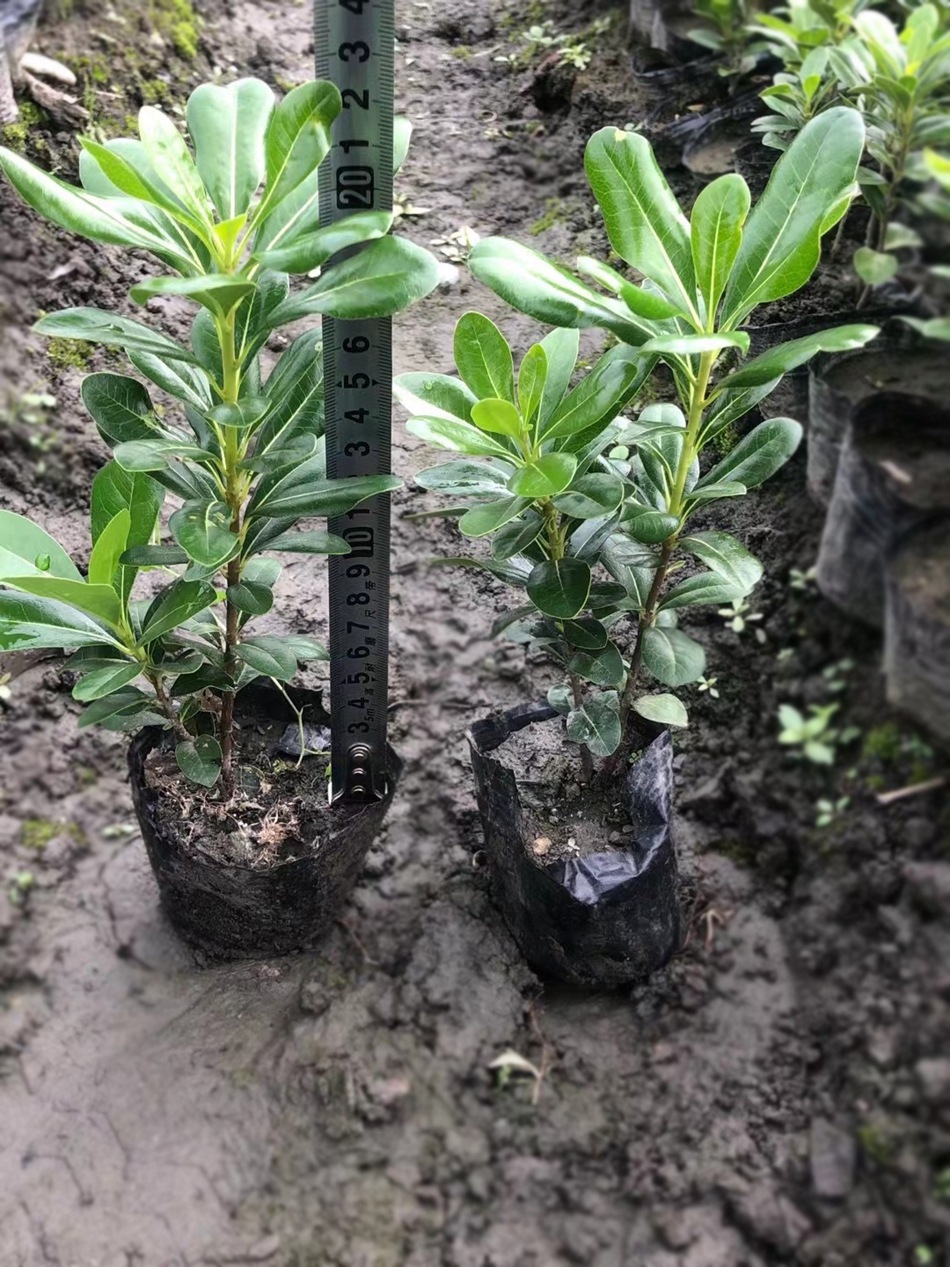 海桐杯苗 海桐花 山矾 七里香 宝珠香 山瑞香 园林工程绿化苗木