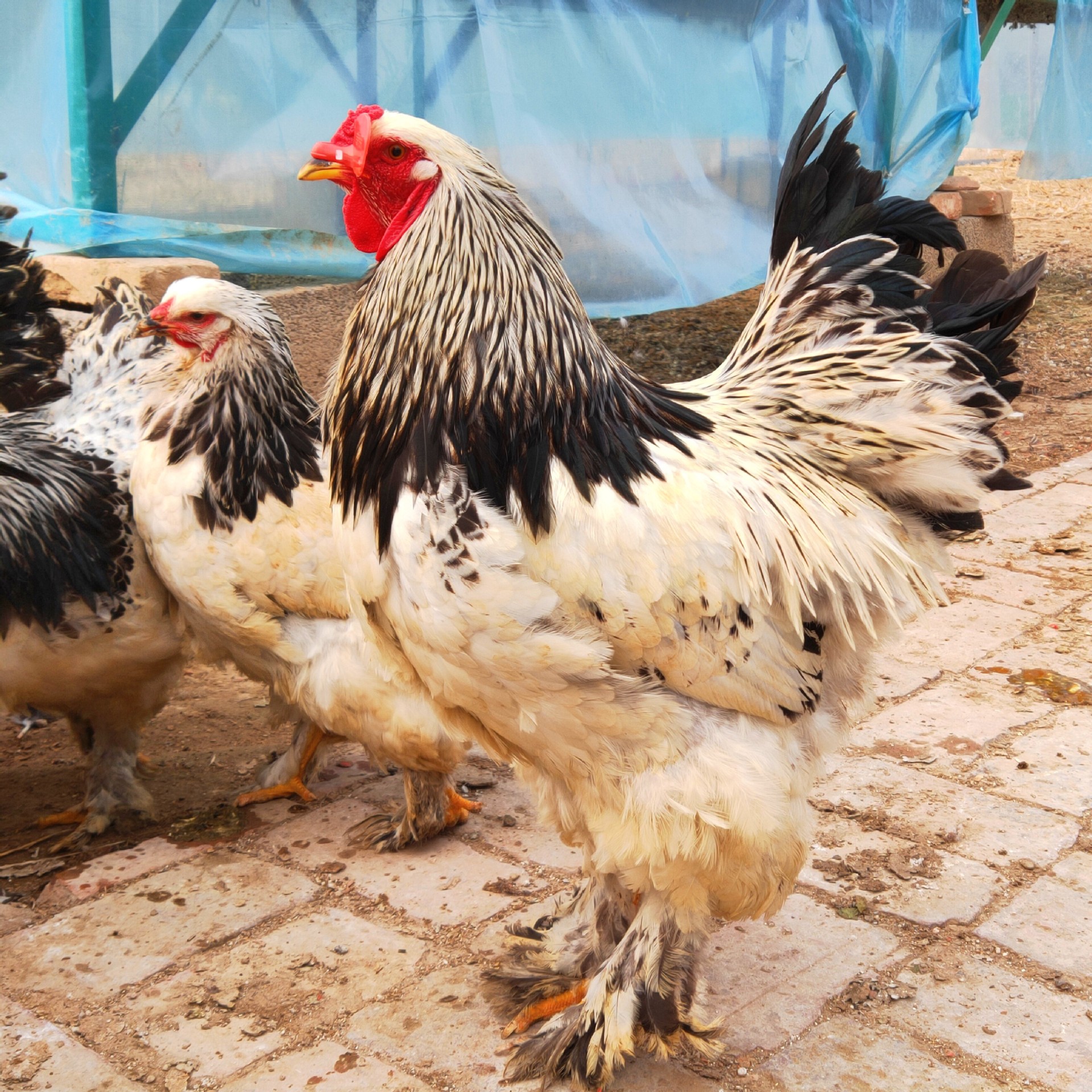 巨型婆罗门鸡活鸡小鸡苗散养婆罗门鸡种蛋梵天鸡婆罗门脱温苗活体