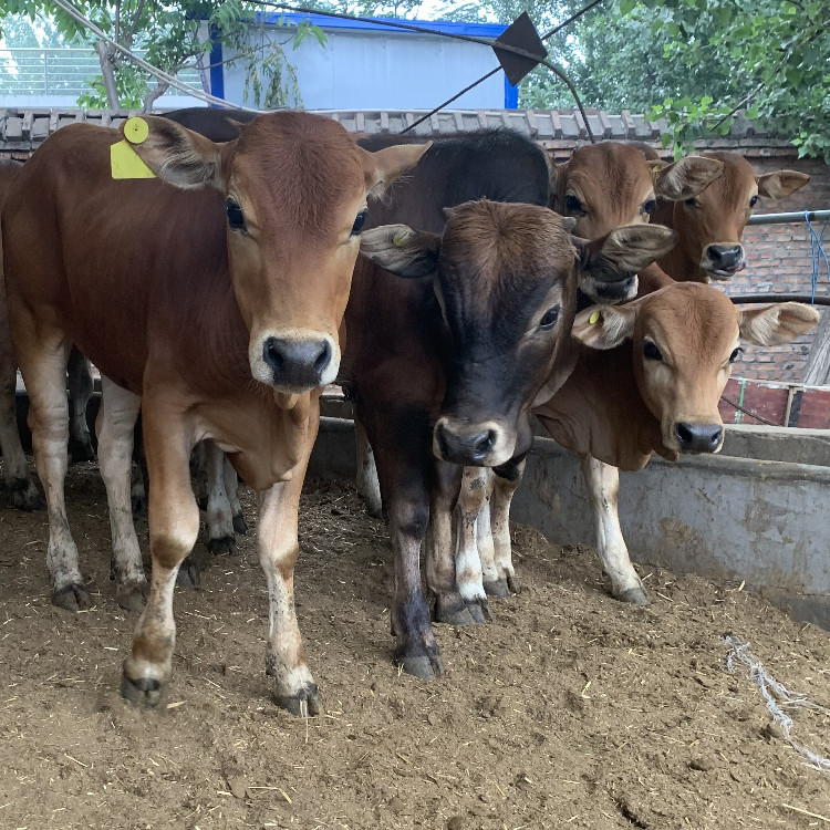 鲁西黄牛小黄牛 鲁西黄牛市场行情介绍黄牛价格-阿里巴巴