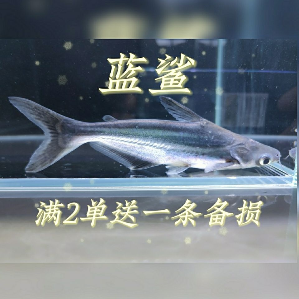 蓝鲨鱼虎头斧头鲨淡水红眼白化鲨汗鲨劳伦迪鲨鱼霸气宠物鲨鱼