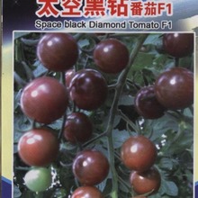 厂家批发太空樱桃番茄种子 水果型小番茄蔬菜种子（黑钻石）