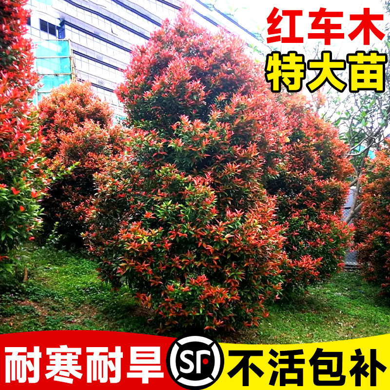 红车木树苗园林绿化盆栽红鳞蒲桃绿植盆景庭院植物好养活四季常青