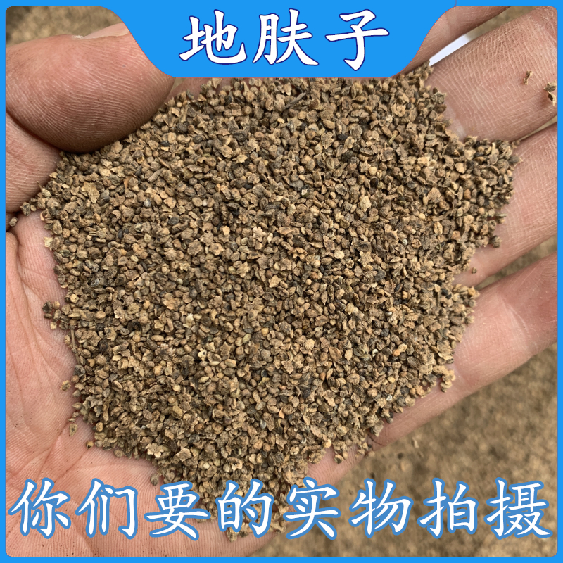 成都中药材批 发地肤子1000克 天然天野生新货中草药地夫子地肤籽