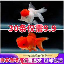 金鱼活鱼狮子头小型观赏鱼丹顶红冷水鱼淡水鱼小金鱼苗锦鲤鱼