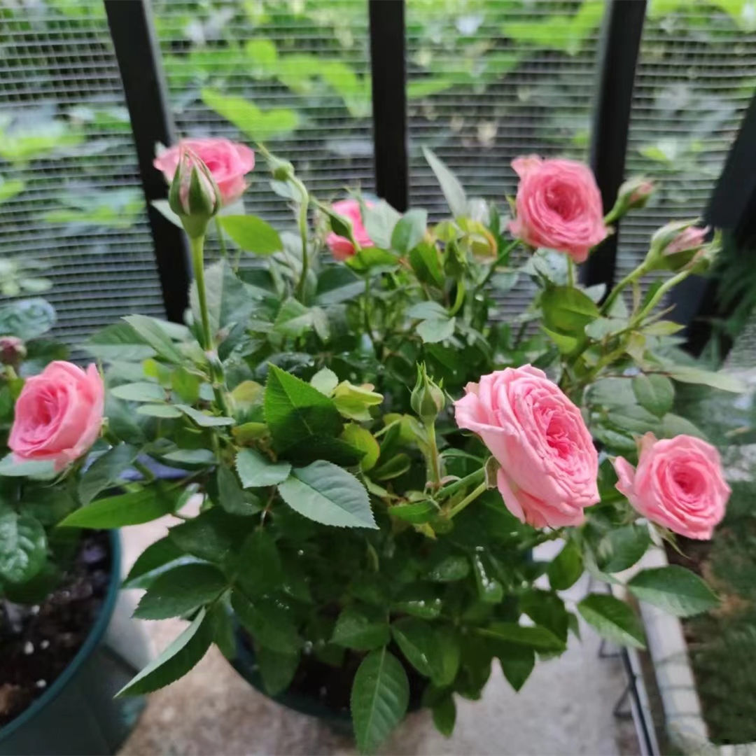 仙度瑞拉粉色灰姑娘阳台玫瑰花盆栽带花苞开花微月季花苗四季庭院