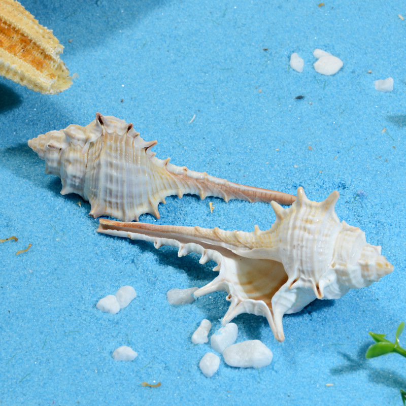 天然长刺螺小刺螺 女巫骨螺水箱寄居蟹替换壳造景摆件 贝壳批发