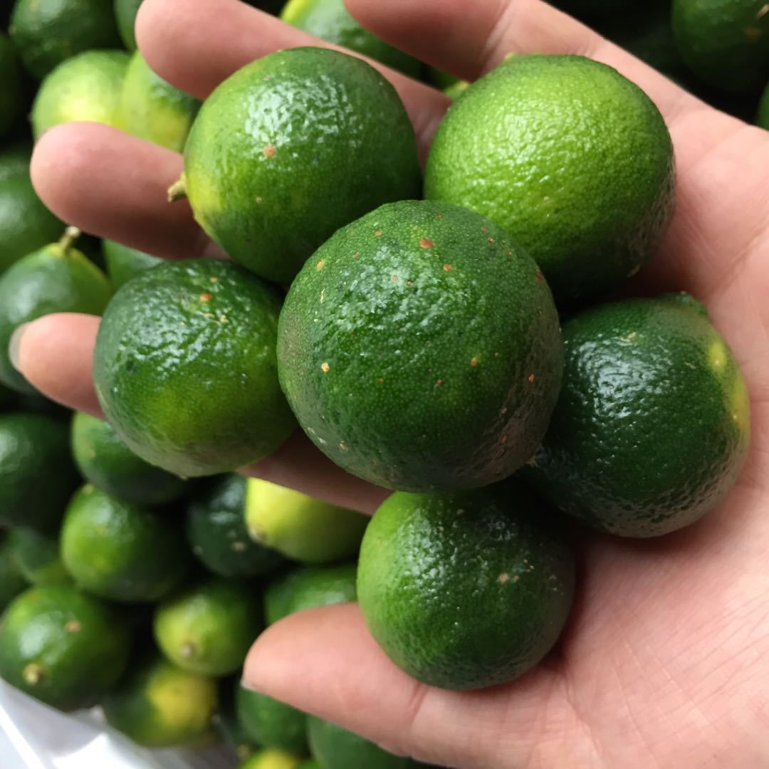 青金桔 新鲜顺丰包邮重庆现货小金橘子斤装当季奶茶店专用小青桔