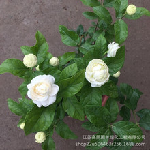 喜阳虎头茉莉盆栽 喜湿白茉莉绿植花卉 室内白色茉莉花盆栽