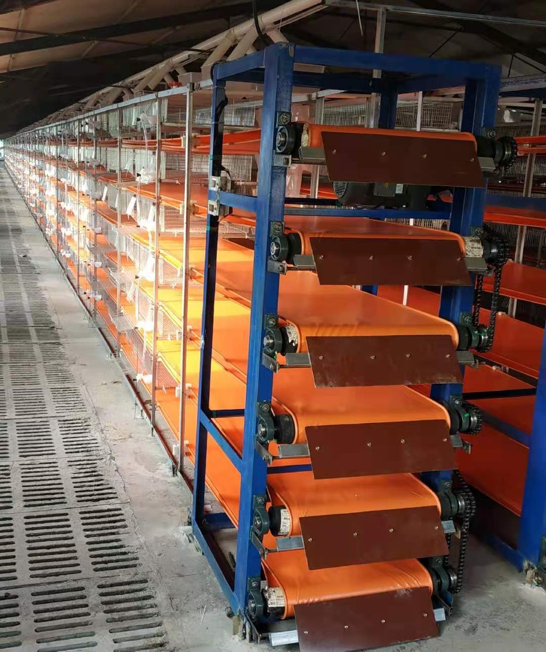 厂家直供自动化鹌鹑养殖设备,塑料鹌鹑笼梯形鹌鹑笼,直型鹌鹑笼