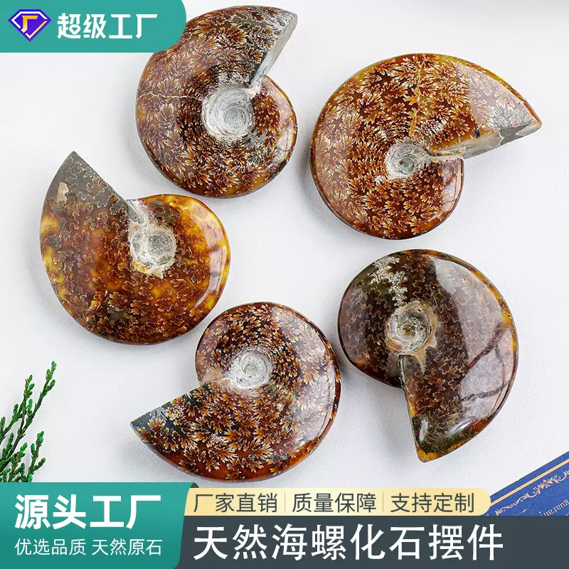 天然原石海螺化石马达加斯彩螺收藏考古标本可教学原石摆件跨境