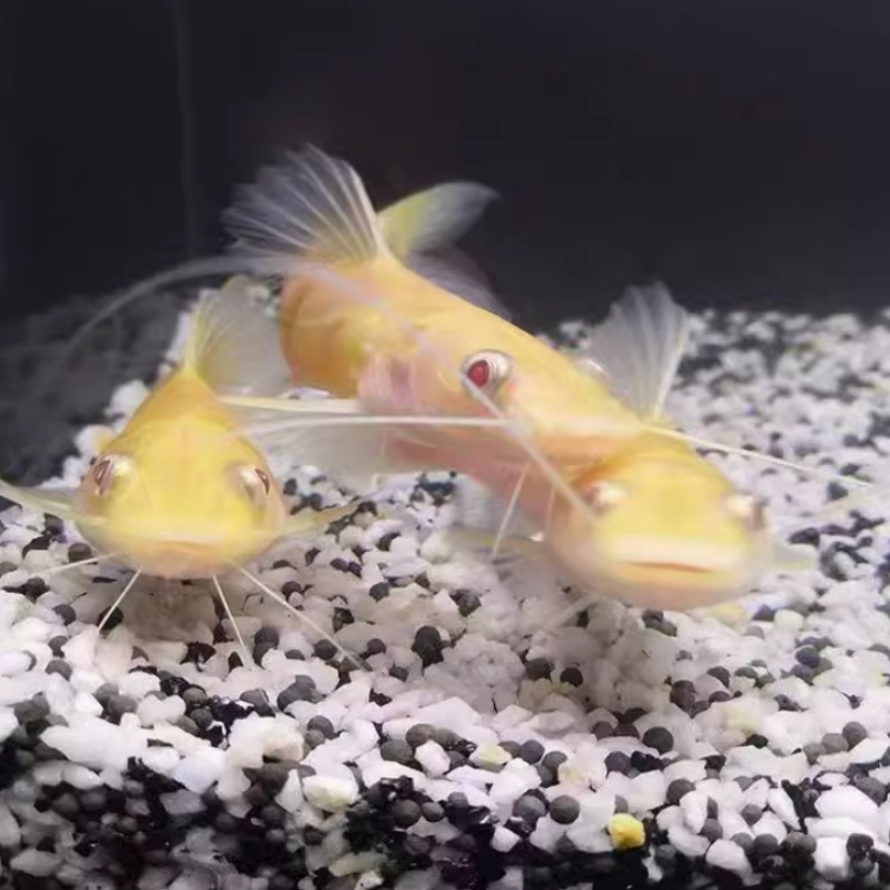 金丝猫鱼黄金招财猫鱼发财鱼风水鱼热带观赏鱼活体好养耐活凶猛鱼