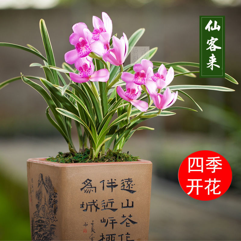 超香兰花苗金边 瑞雪丰年 矮种浓香型室内办公室盆栽花卉