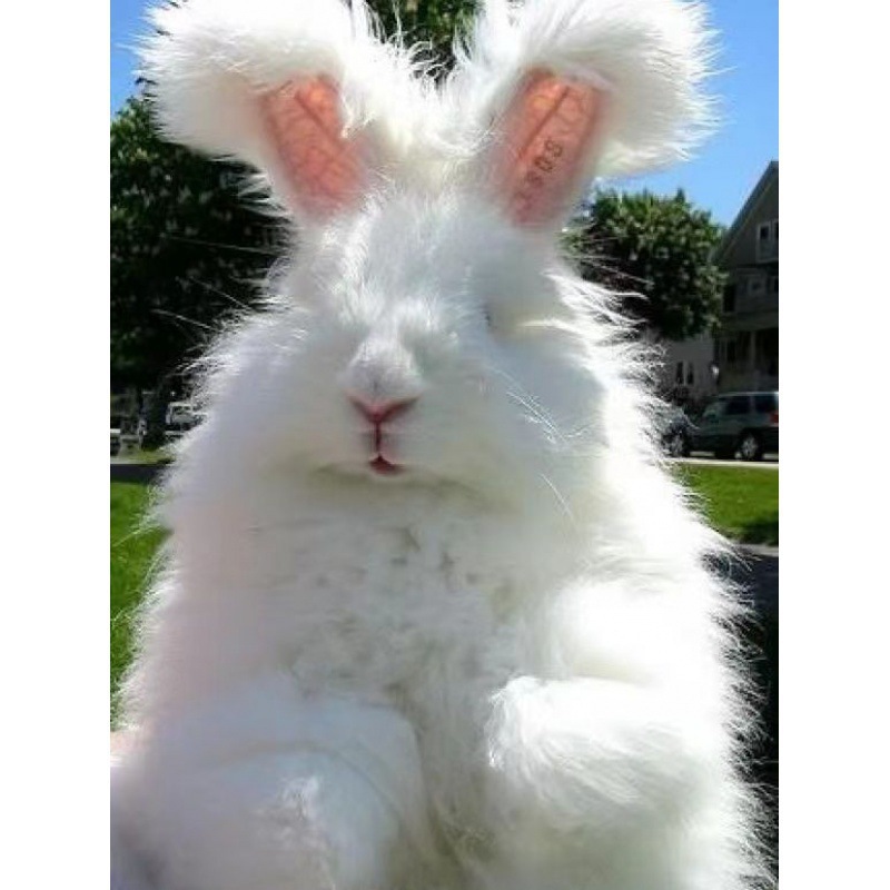安哥拉兔子宠物兔大型网红长毛兔成年小兔子宿舍养兔子幼崽-阿里巴巴