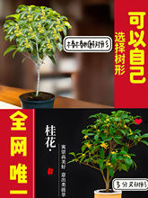 四季桂花树盆景浓香型盆栽好养金桂耐寒室内外庭院阳台绿植花卉