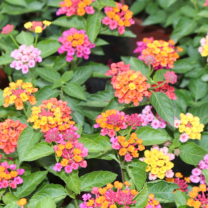 庭院驱蚊逐蝇植物盆栽五色梅 逐蝇花 耐热花期长全年开花驱蚊花卉