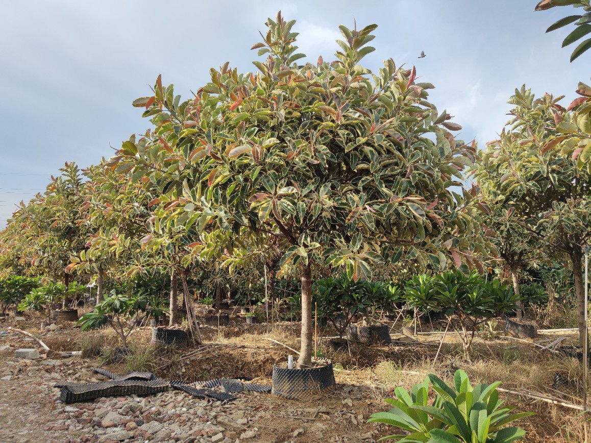 2106基地供应精品全冠花叶橡胶榕1416cm金边彩叶橡皮树