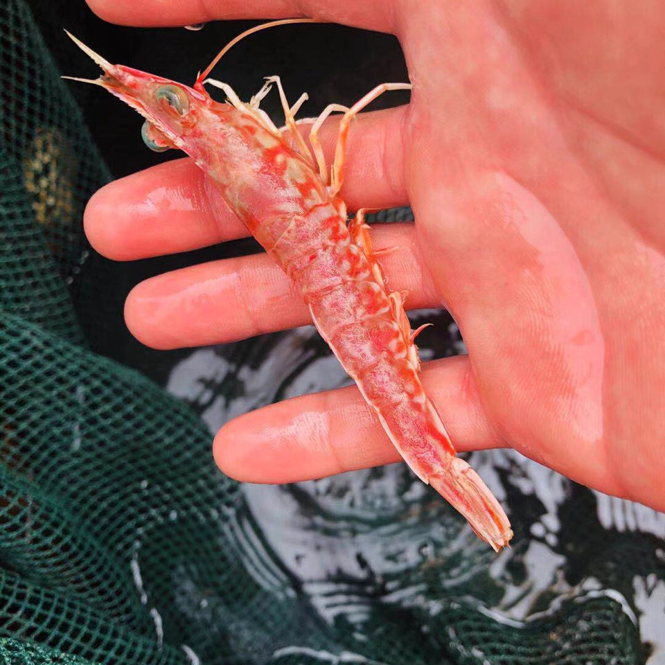 东山岛樱花虾深海捕新鲜去虾线脆甜海虾东山岛海鲜水产冷冻包顺丰