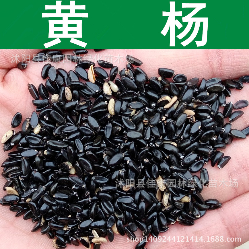 林木种子黄杨种子瓜子黄杨小叶黄杨种子黄杨树1件1斤