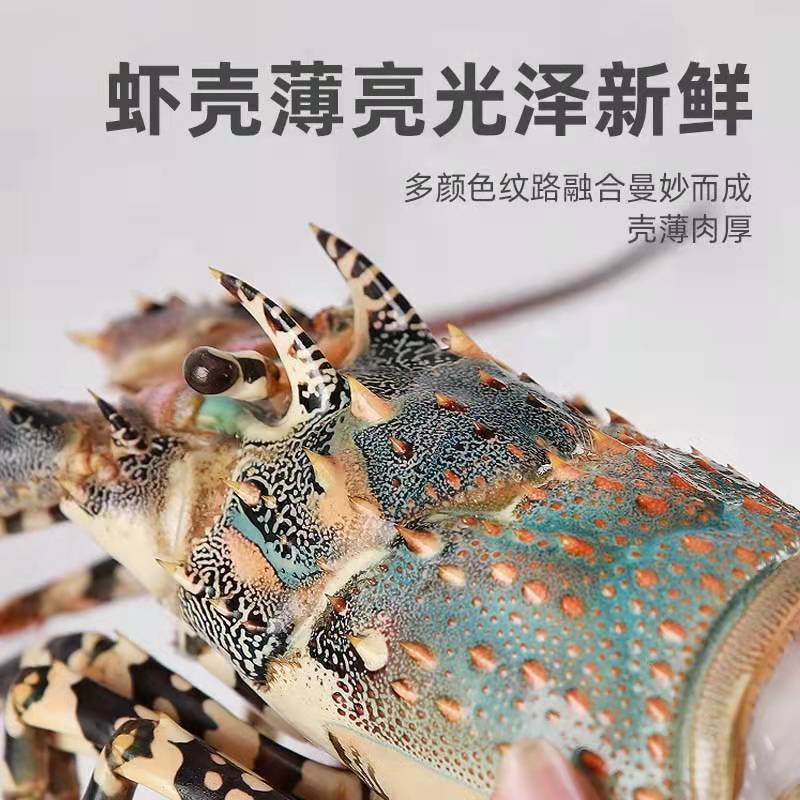 澳龙花鲜活冷冻大龙虾波士顿龙虾特大花龙虾青龙虾锦绣龙虾速卖通
