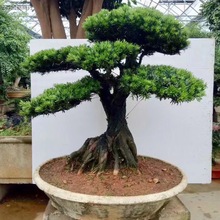 罗汉松盆景罗汉松树盆栽造型老桩五针松黄杨榆树室内外景观好养代