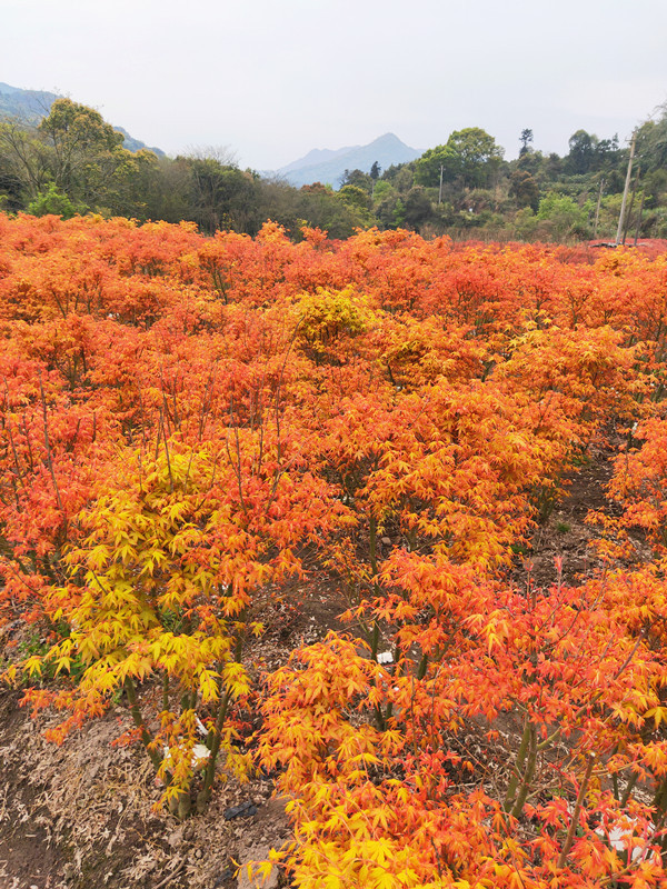 枫树 红 茜空 彩叶红枫 黄金枫 庭院树盆栽丛生大苗 鸡爪槭主树