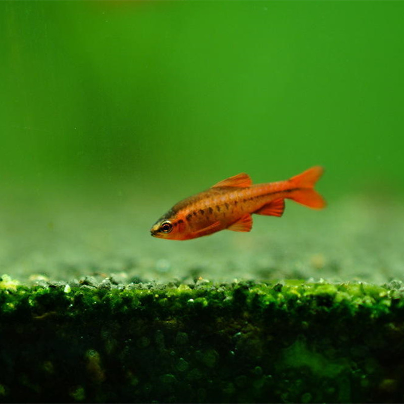 长尾樱桃灯鱼红玫瑰鱼活体包活灯科小型鱼热带观赏鱼渔场大量批发