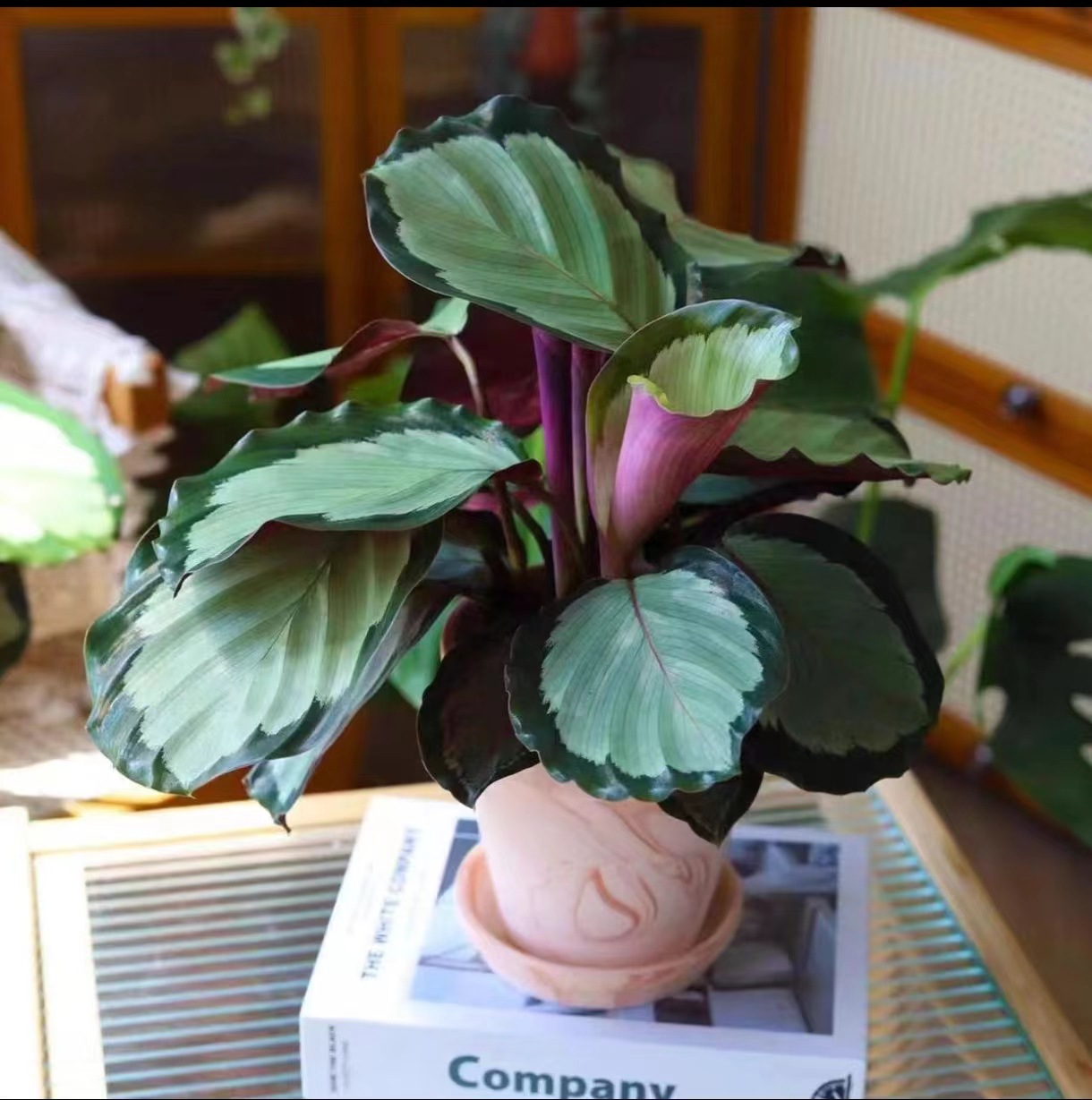 北极光竹芋大量直发绿植盆栽室内办公室盆花植物批发花卉种植绿萝