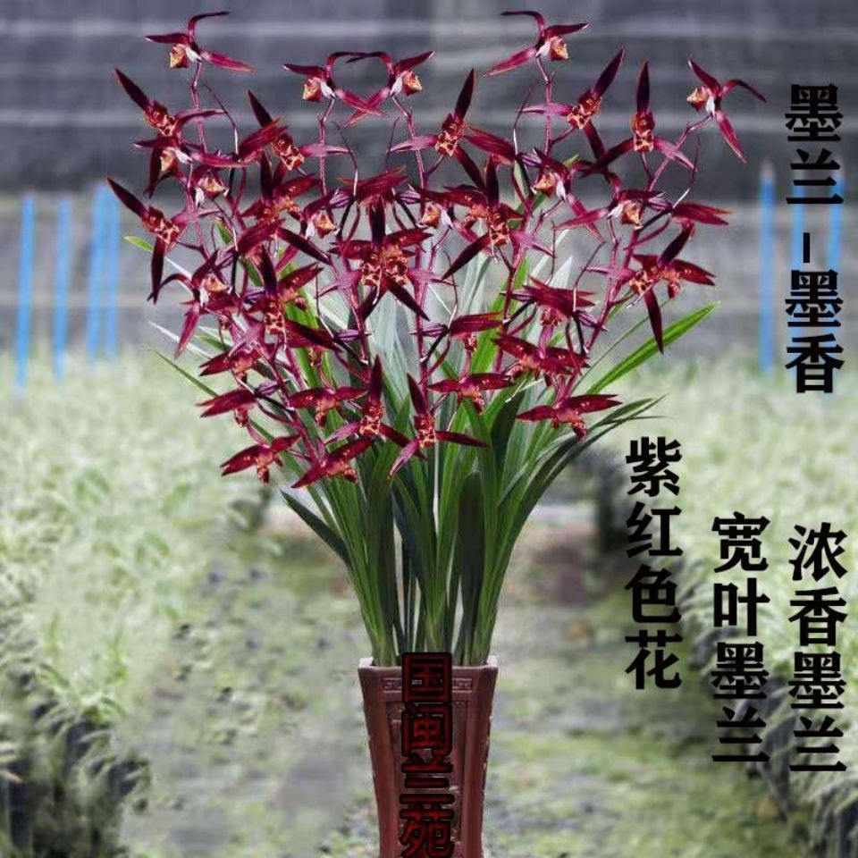 亏本价 带花苞 开花爆盆特香 墨兰兰花苗盆栽 浓香室内外花卉