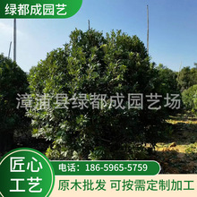 杨梅树 园林杨梅树盆栽基地 种植绿化丛种植庭院杨生杨梅树工程
