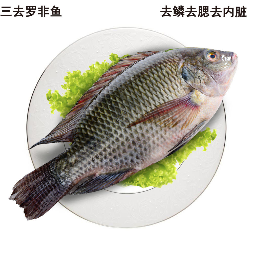 4条包邮三去罗非鱼淡水鱼活罗非鱼福寿鱼非洲鲫鱼烧烤鲜活水产
