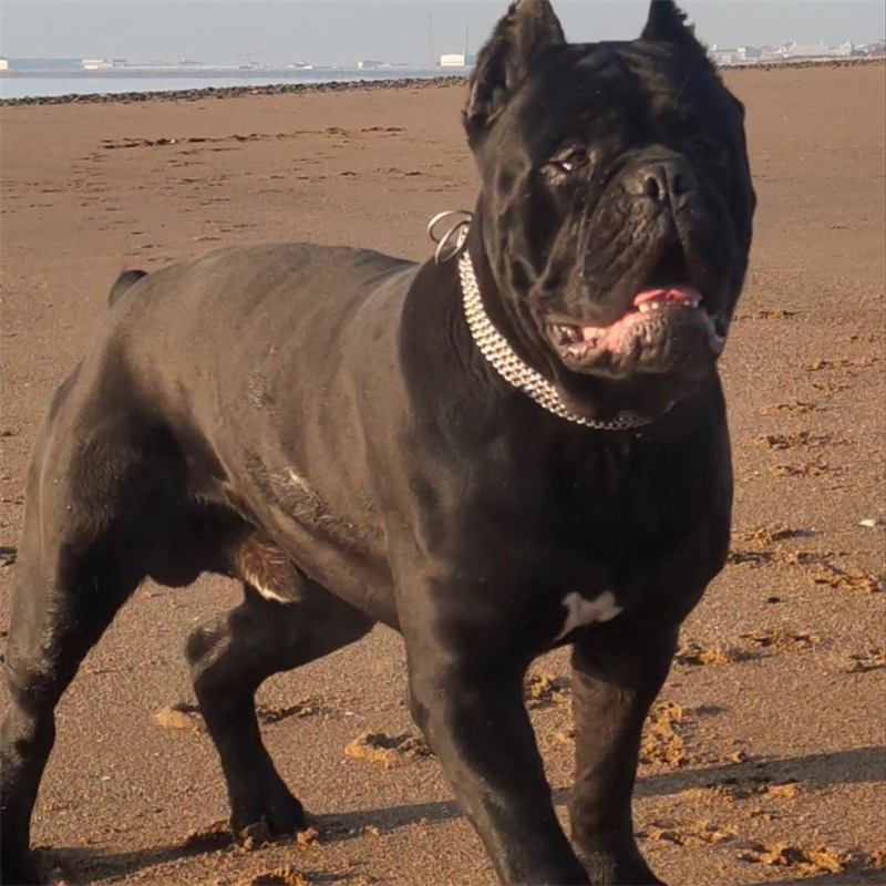 出售纯种卡斯罗活体幼犬意大利卡斯罗狗大型猛犬卡斯罗犬家养猛犬