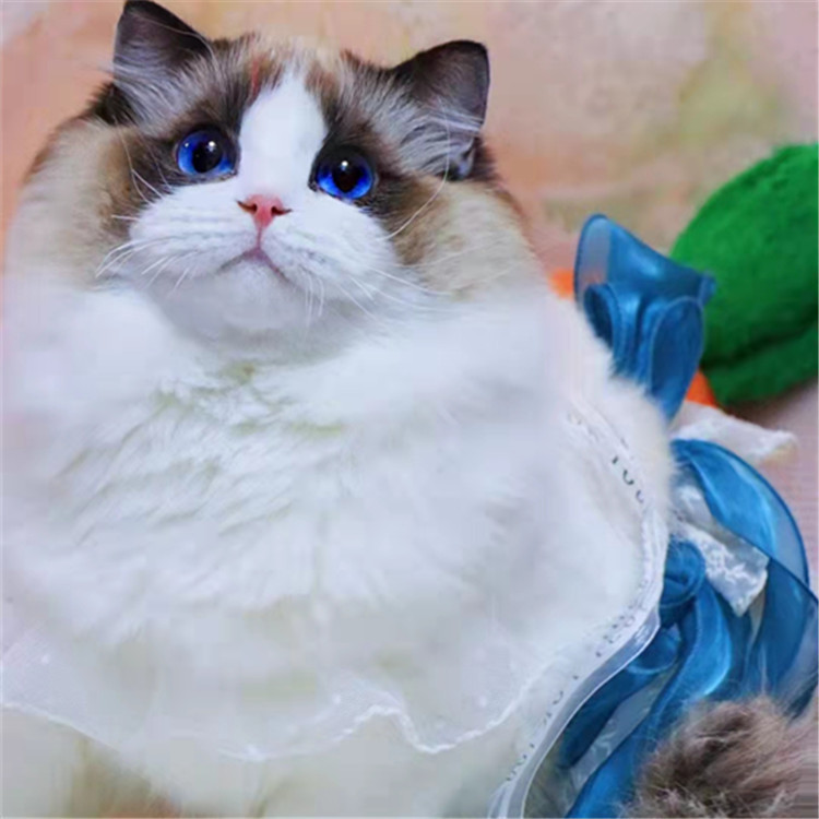 布偶猫幼猫活体出售银点幼猫银渐层猫孟加拉豹猫幼猫活体英短蓝猫